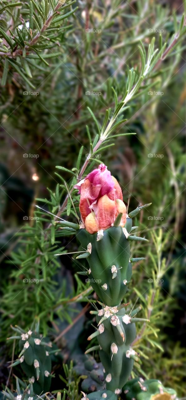 red cactus's flower