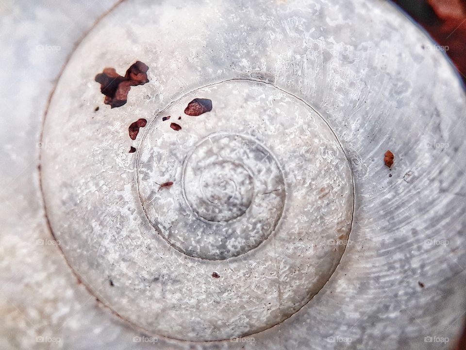snail's shell
