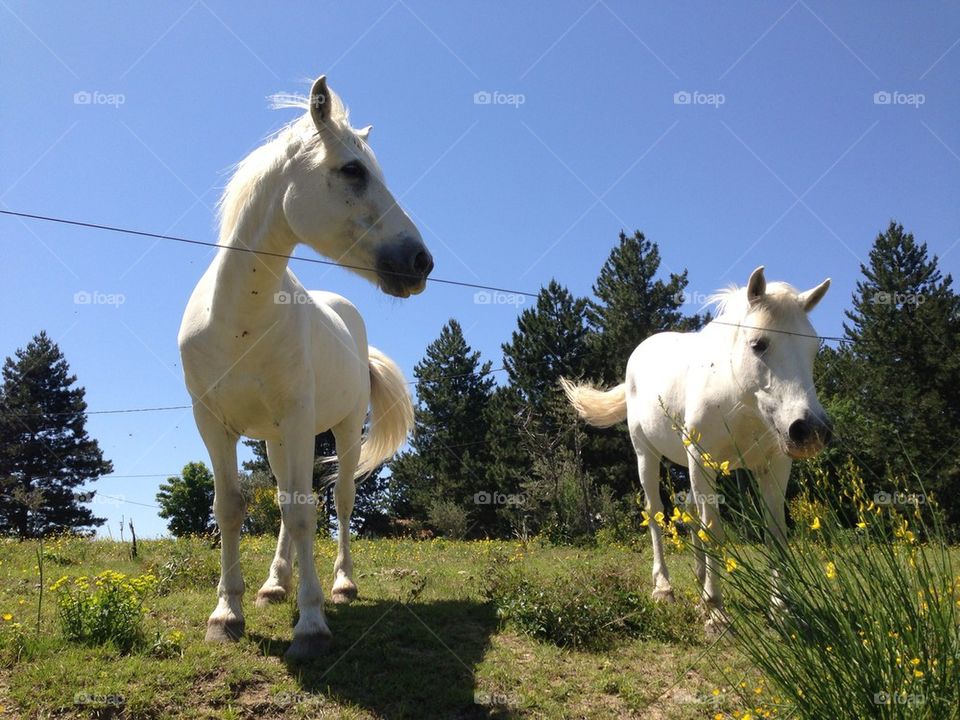 Whitehorse in Provence