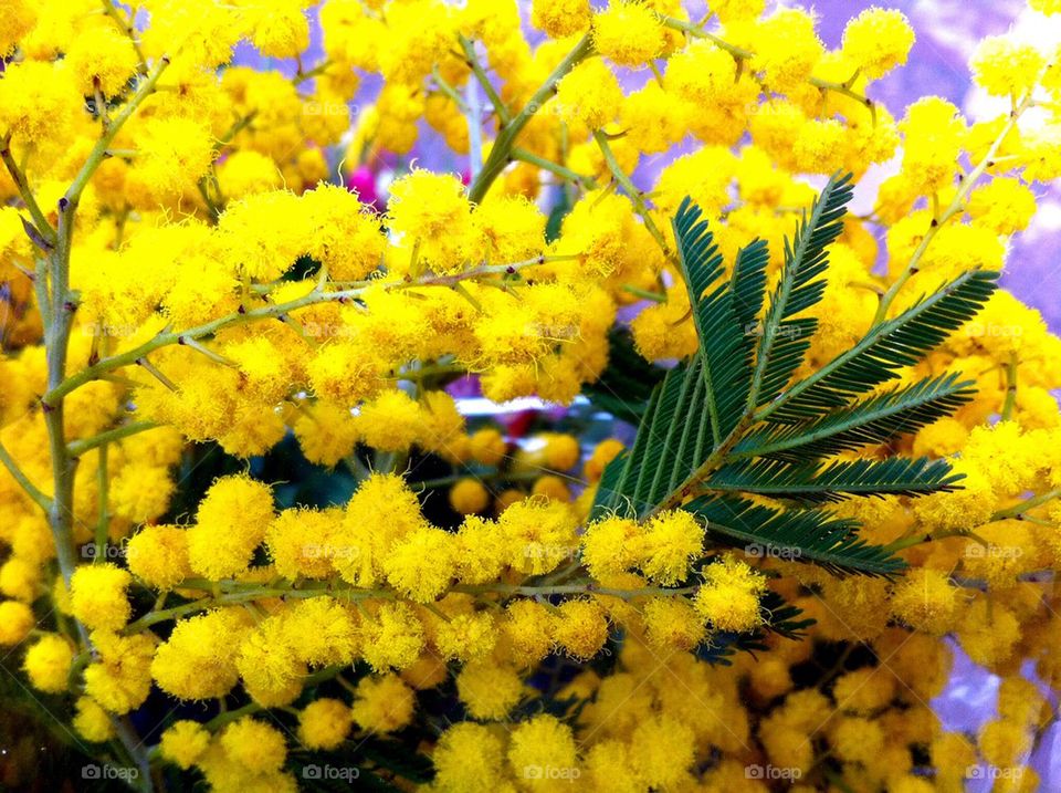 Mimosa flowers