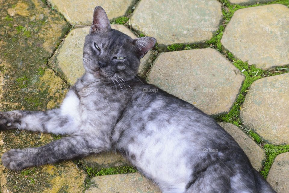 Cat with a unique color