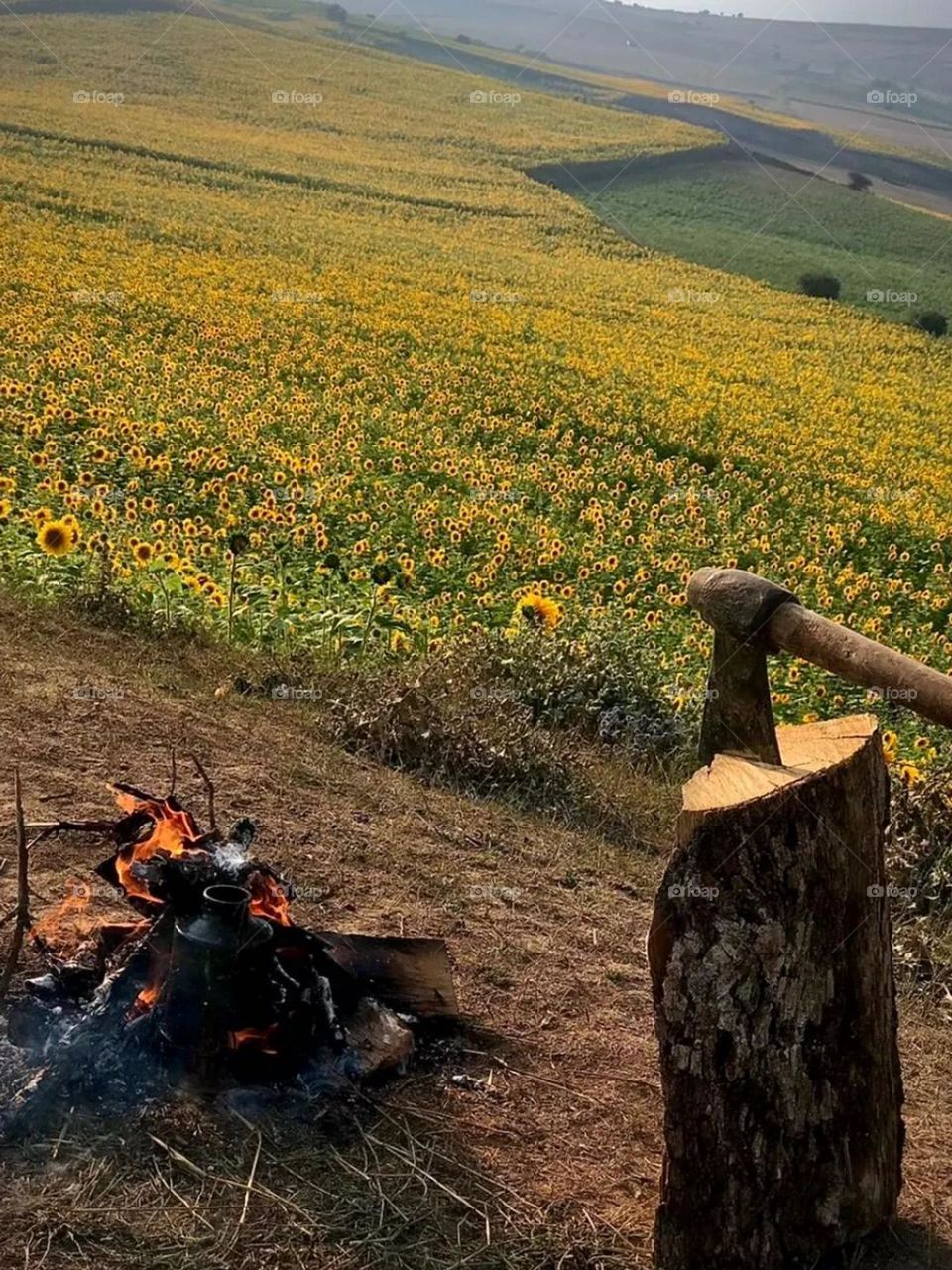 This beautiful plain is one of the memorable places where photography and painting tours are held every year, sunflowers look magical especially in late summer, the sunlight on the flowers is memorable and it is also called the Golden Plain.