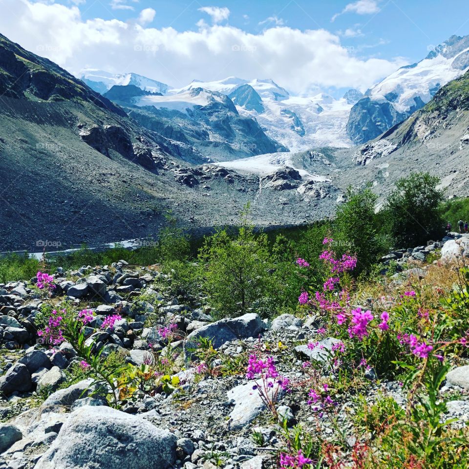 The receding glacier and wild flowers, Swiss Alps 