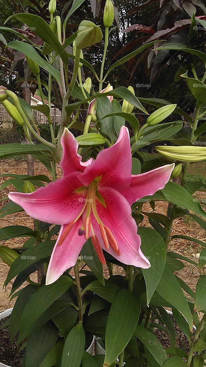my sweet Lily . I have been watching these grow and this is the first bloom