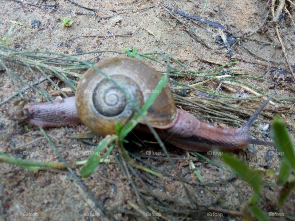 snail run