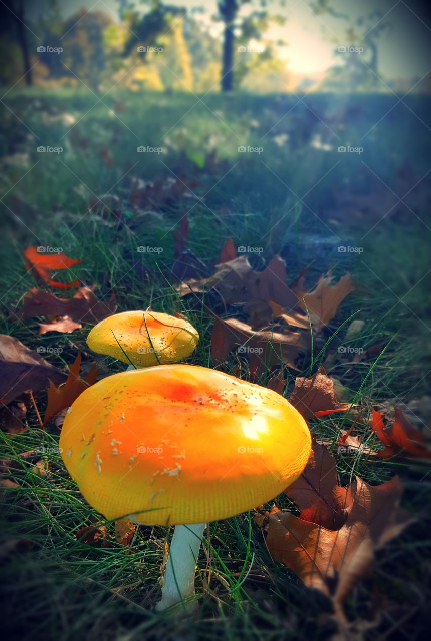 mushrooms so bright and colorful