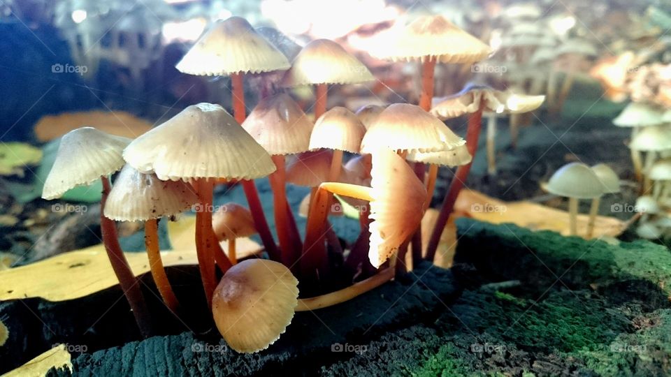 Magic Mushrooms