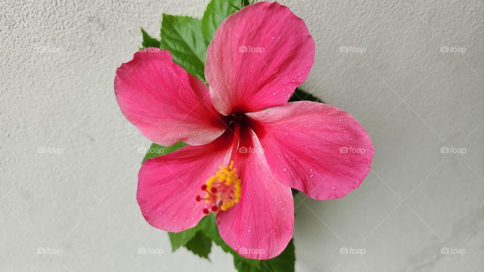 Rain drenched hibiscus