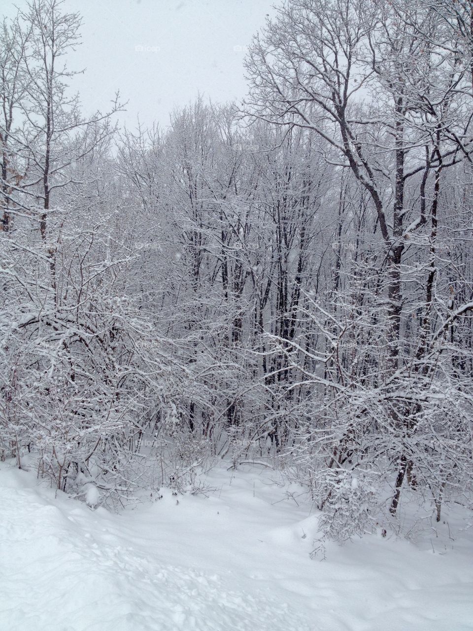 Winter 2019..magic nature