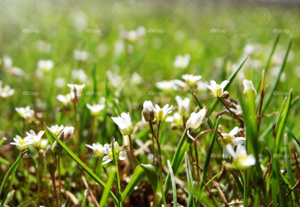 Summer flowers