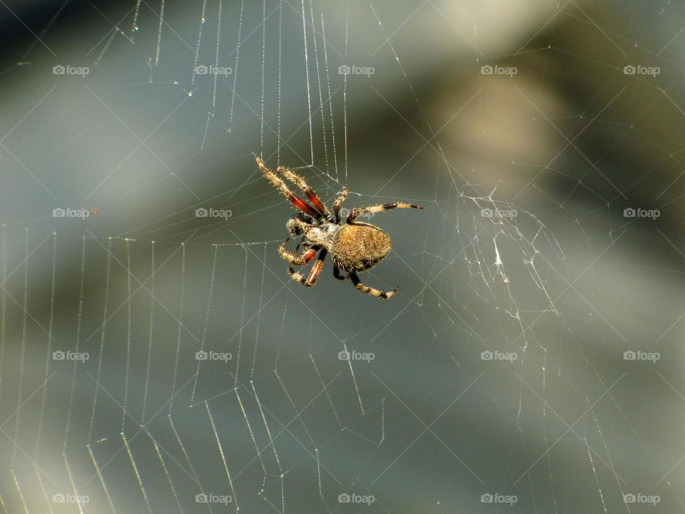 Close up of an orb weaver spider