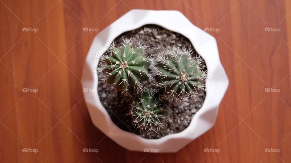 Three cactuses in a white pot, cactus 