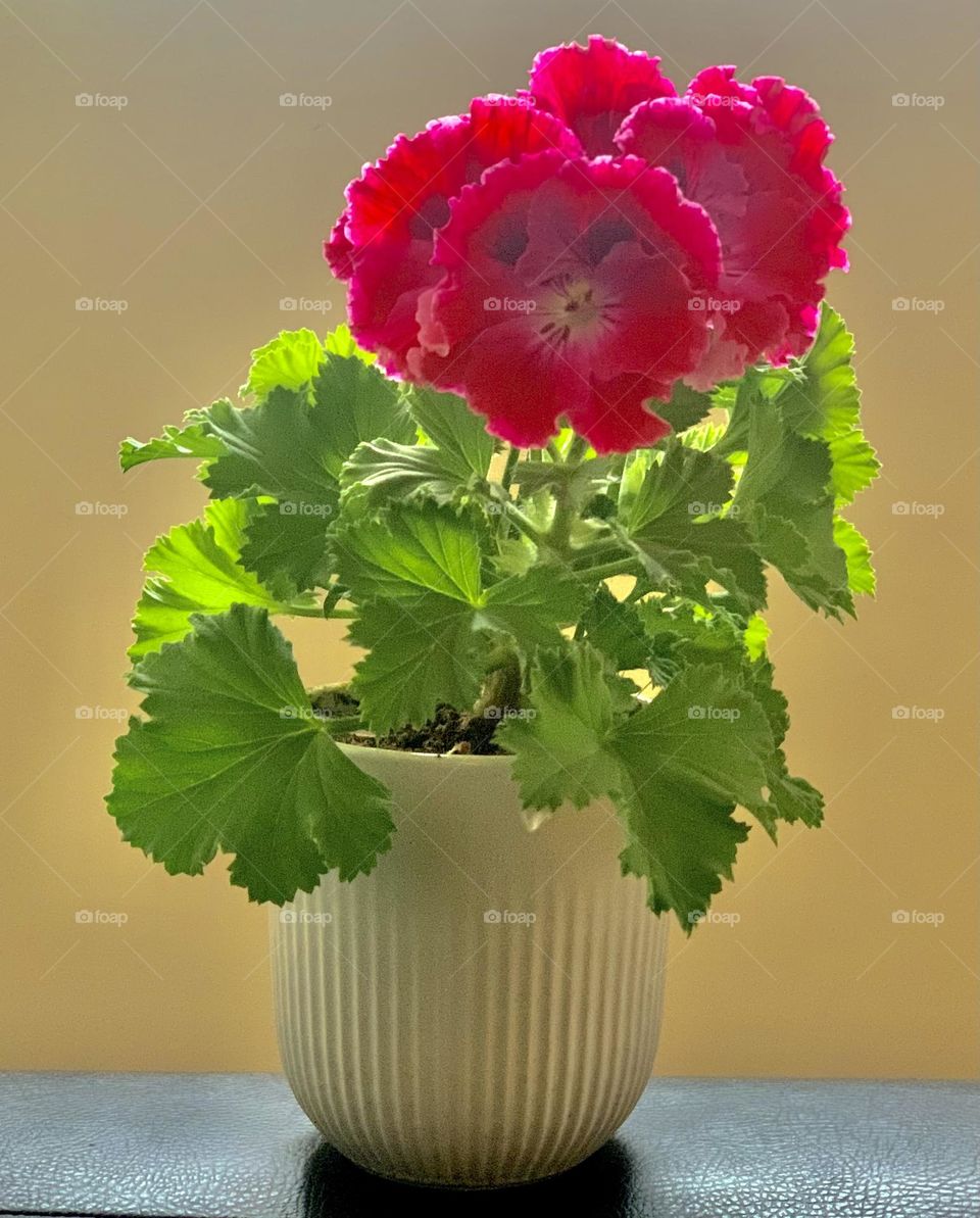 Home flower in a pot