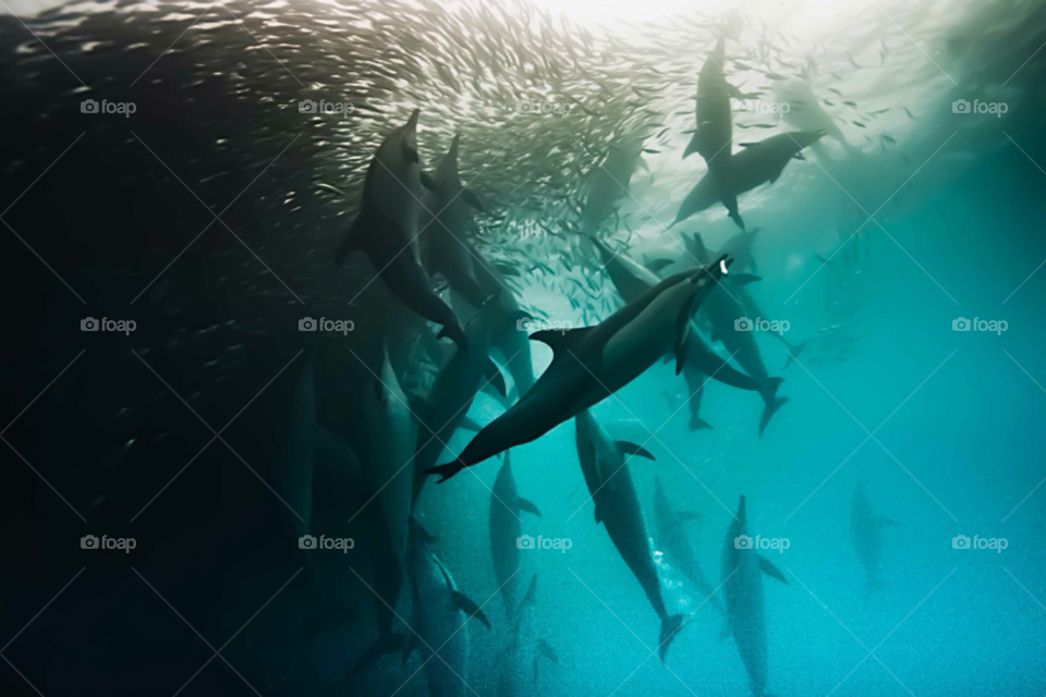 feeding action underwater dolphins by paulcowell