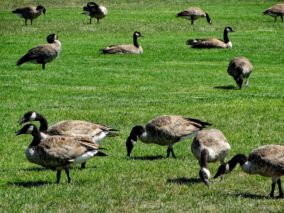 Canada Goose