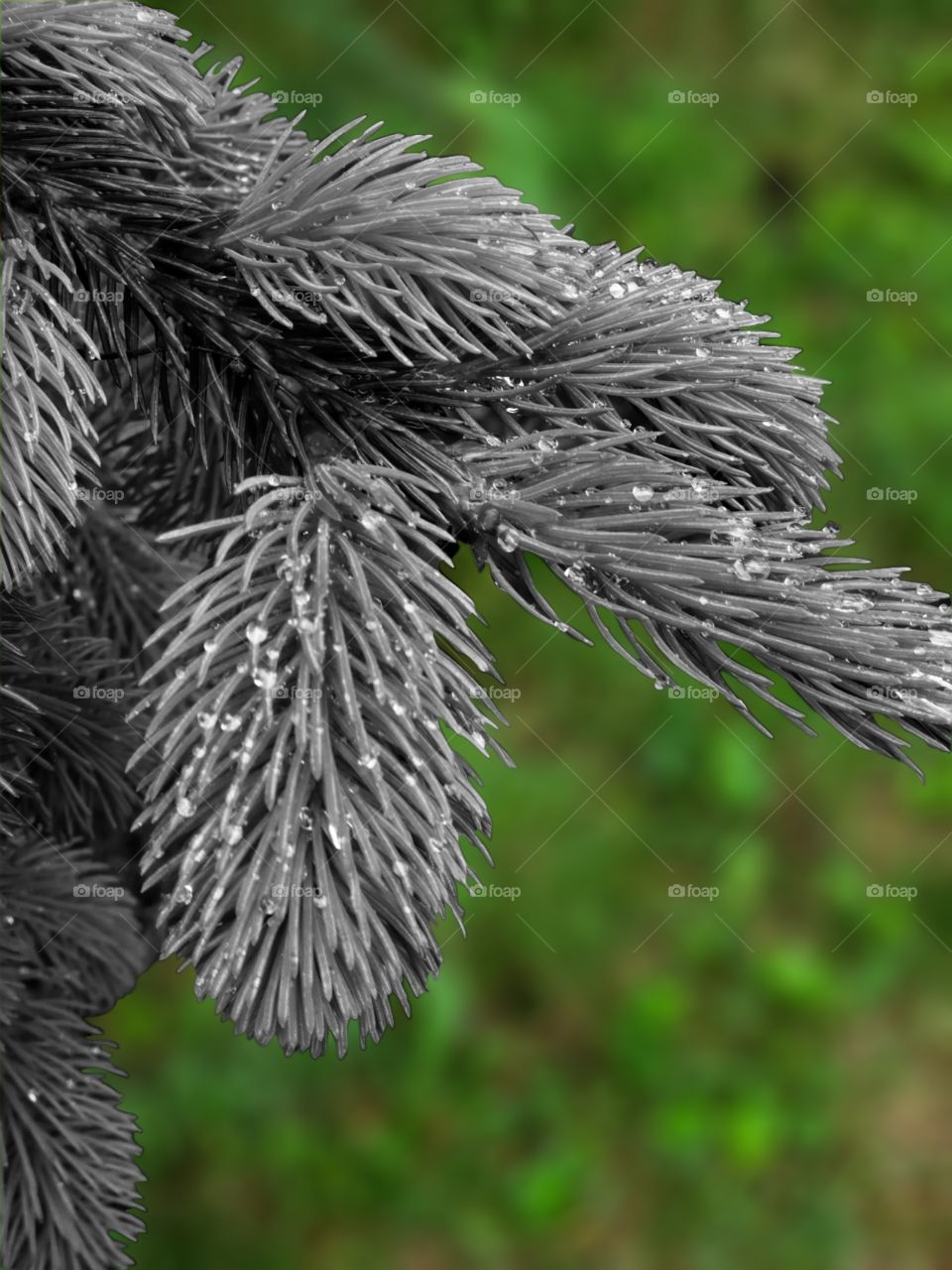 reverse colorspot pine branch