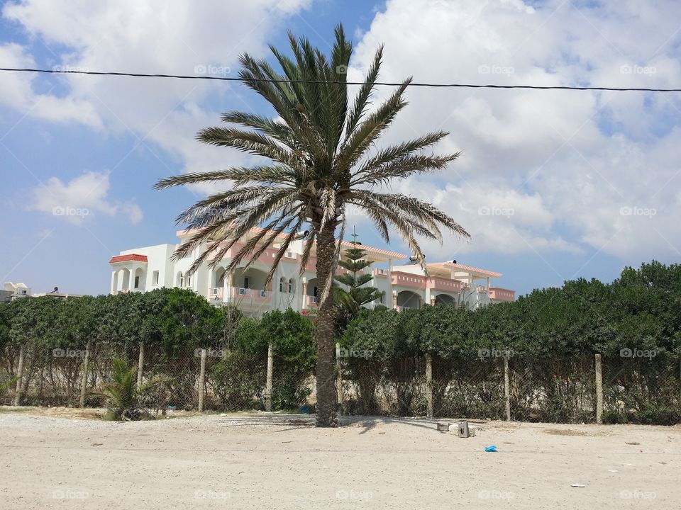 palme. palm and villa in the beach