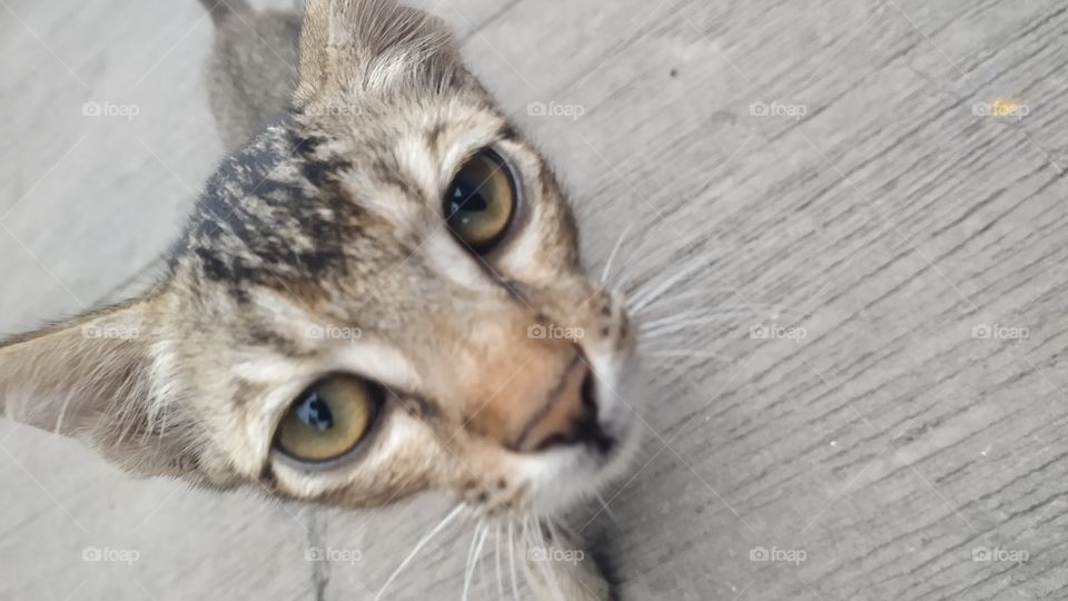 This is a Cat babies