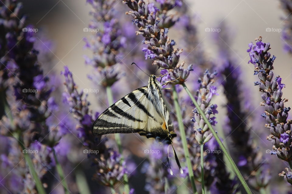 Butterfly in lavender field