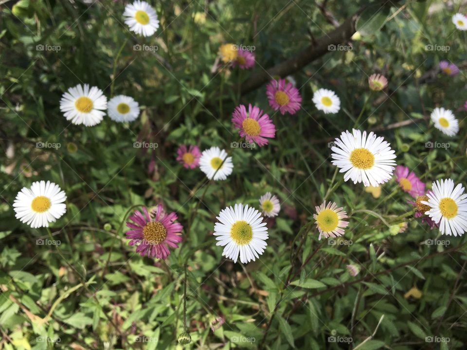 Simple daisies 