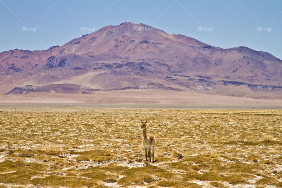 Nice alpaca in the Atacama desert 