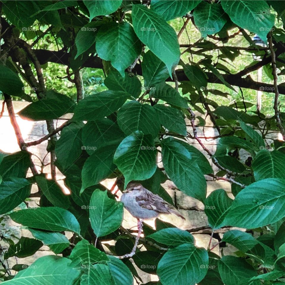 The sparrow is resting. The sparrow surrounded with green leaves. Enjoying the summer. 