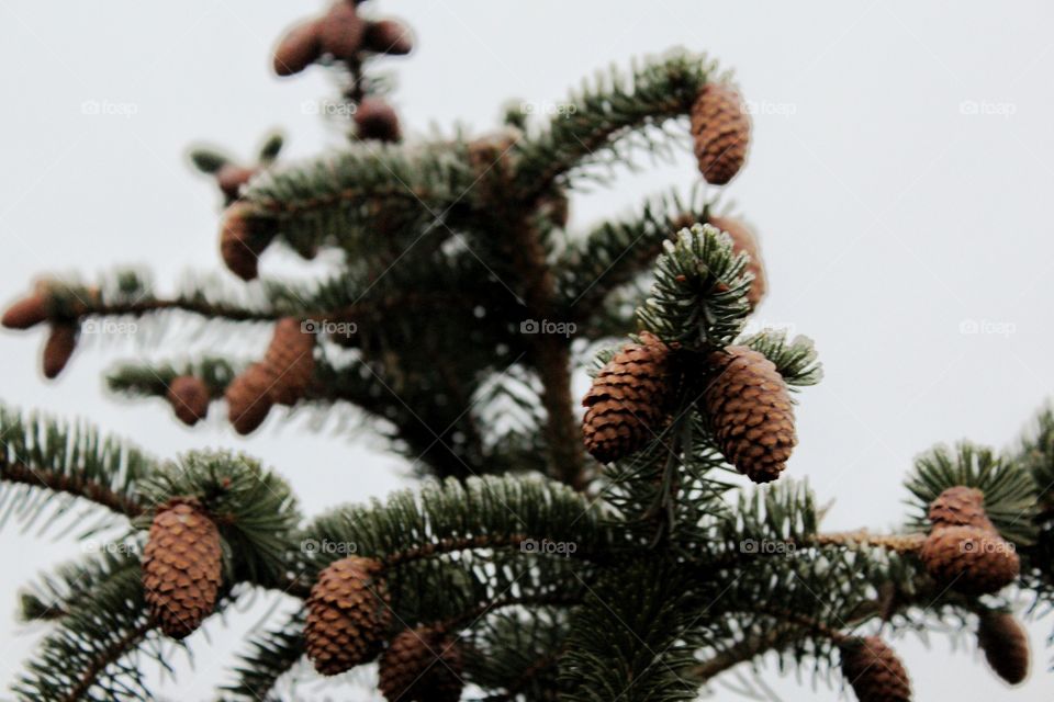 Winter, Christmas, Pine, Fir, Tree