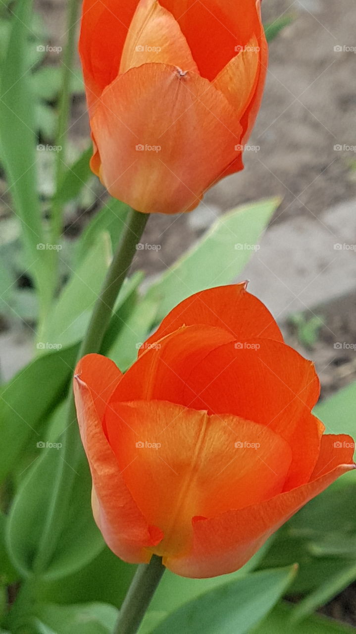 red tulip closeup