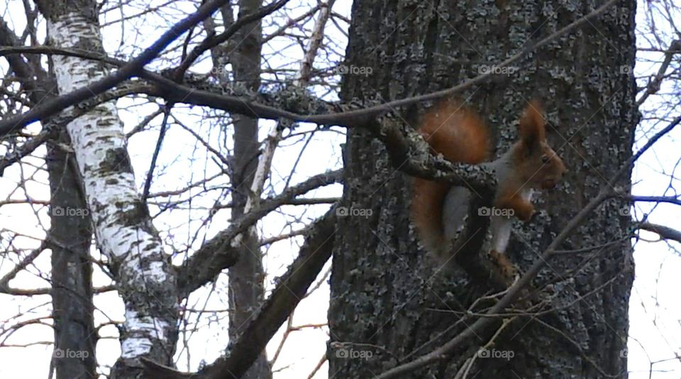 squirrel. animals squirrel 