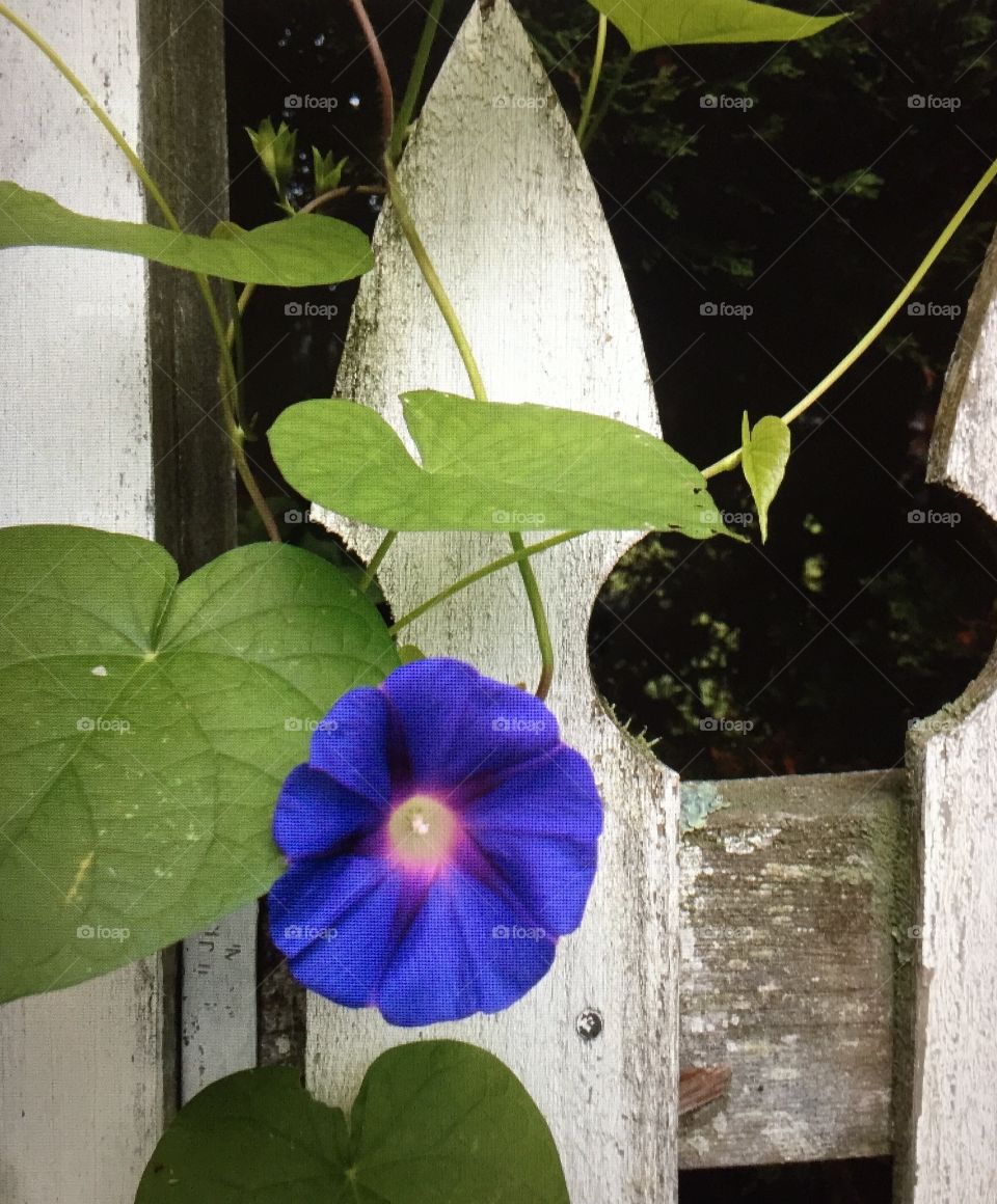  Morning Glory on fence