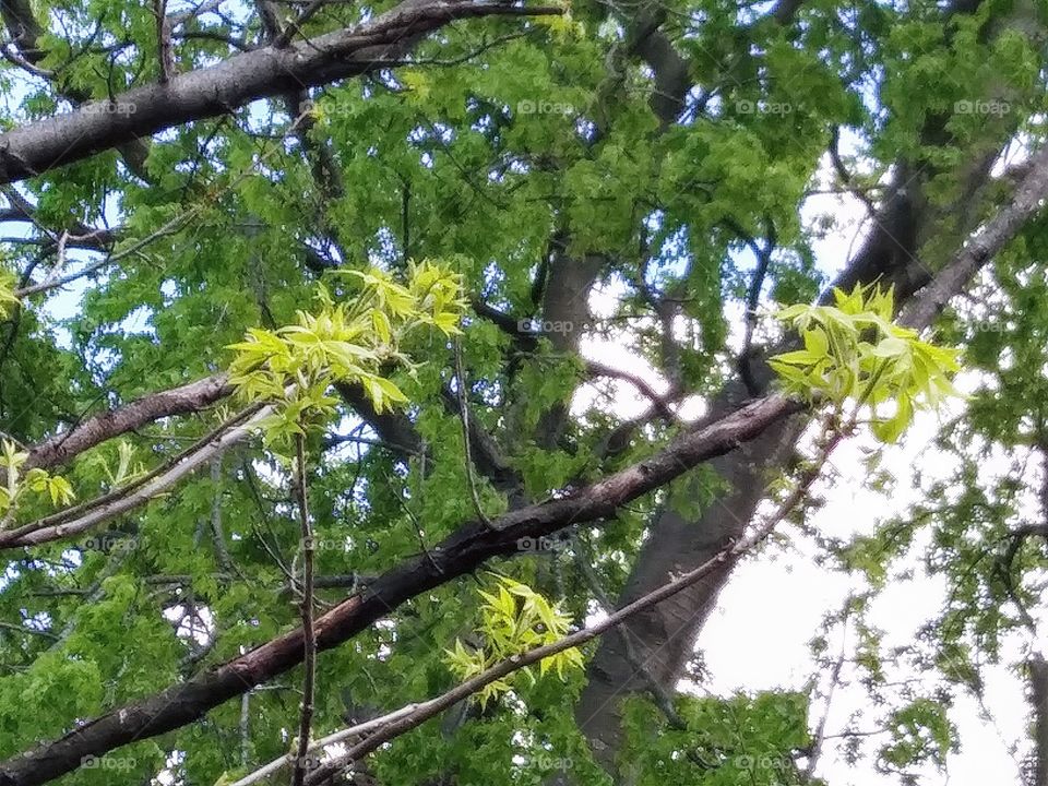 new leaves on a sweetgum tree