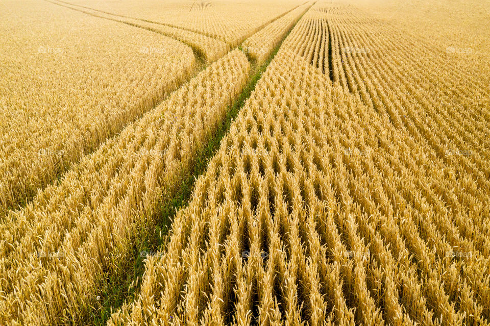 cereal field with tractor tracks, cereal field in autumn, autumn texture