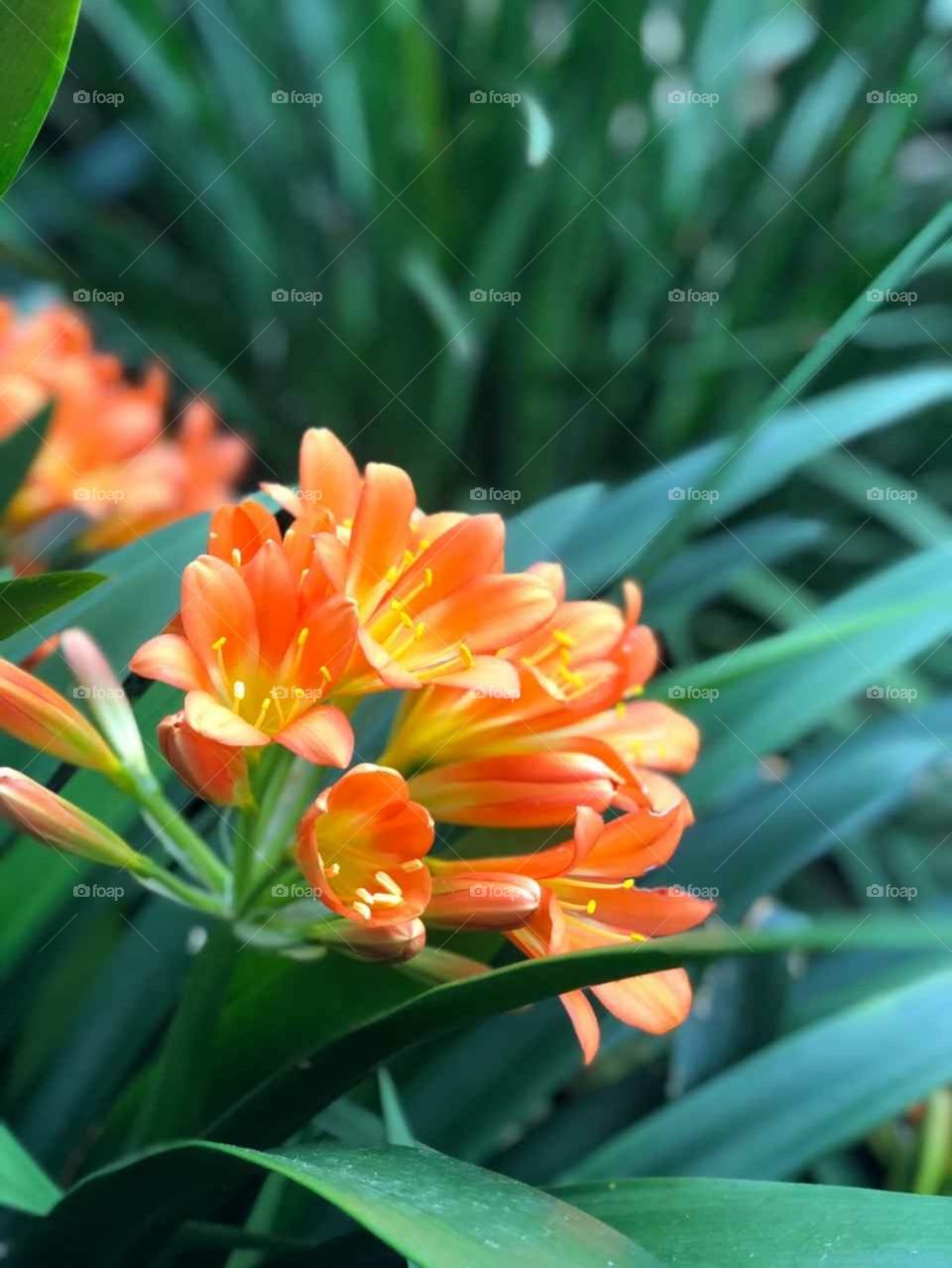 orange flowers