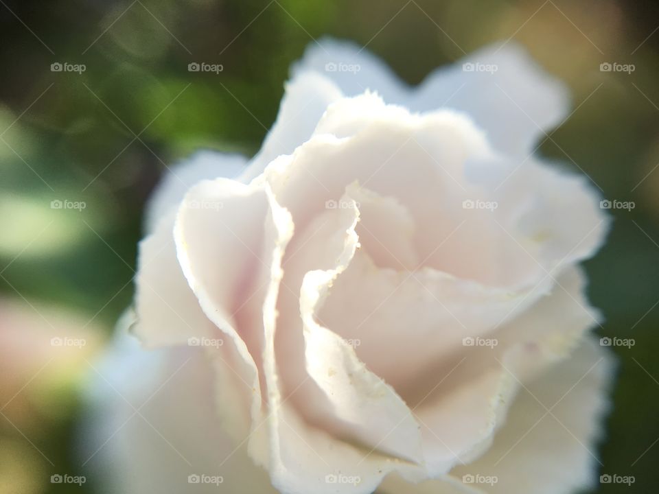 Budding white hibiscus