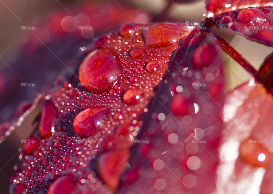 dew drops on a red rose leaf . spring fresh concept