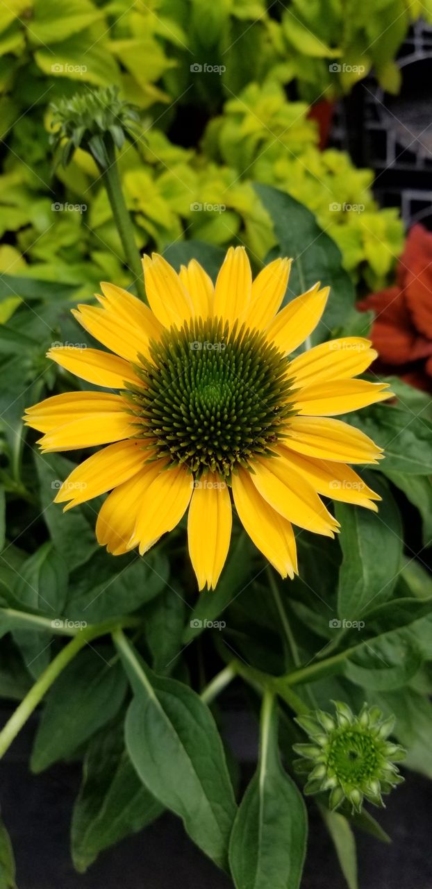 Beautiful summer flowers