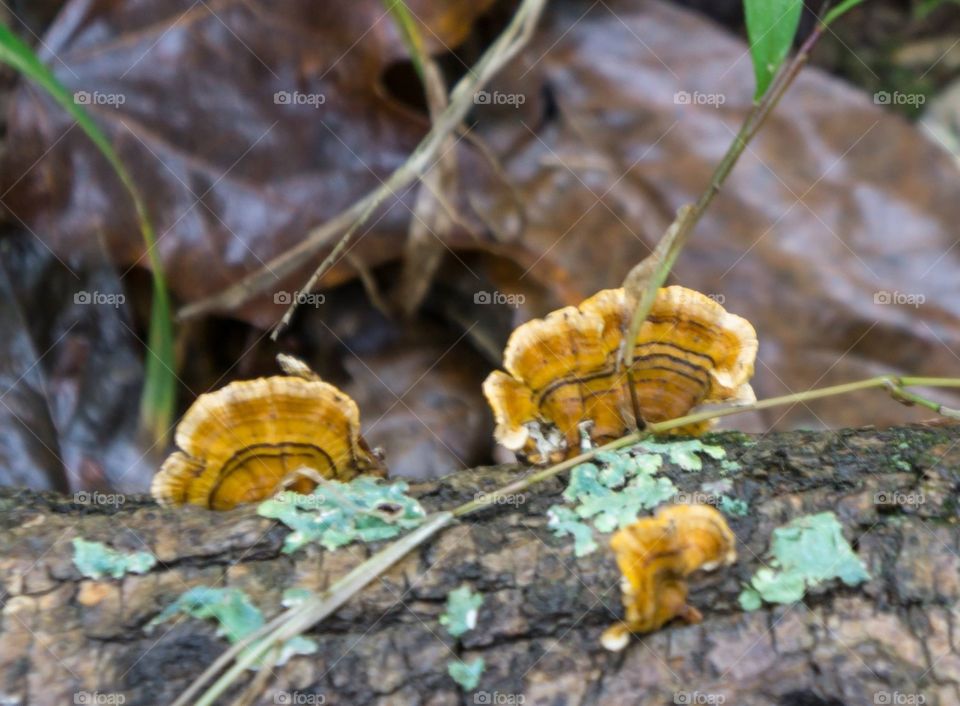 Fungi on a tree
