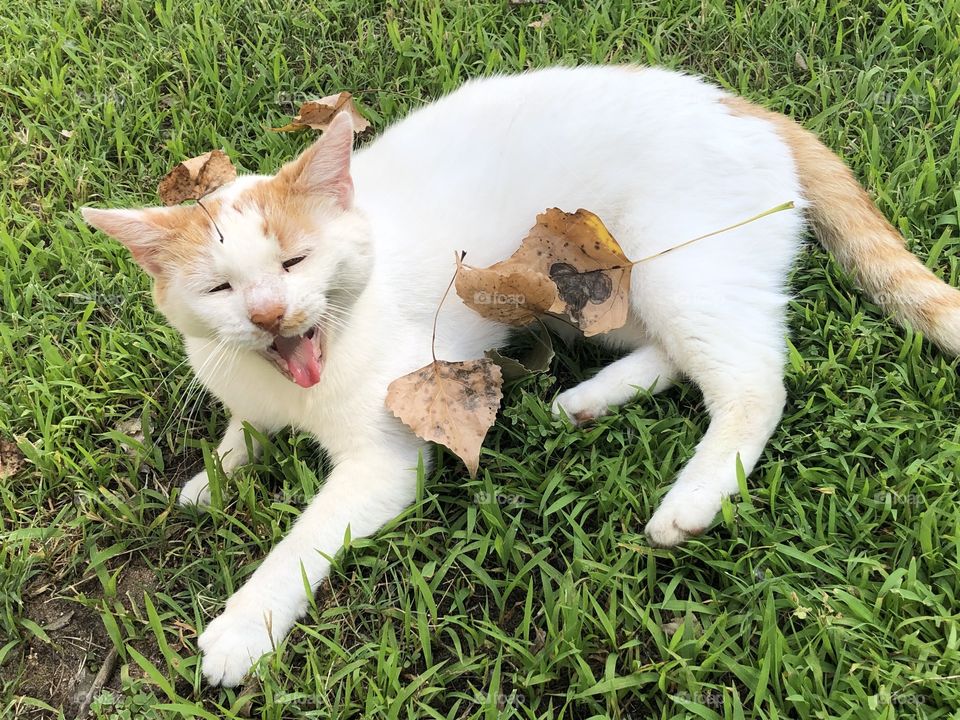 Cat yawning