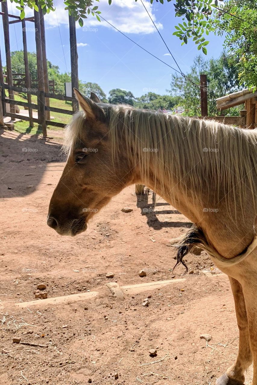 Close-up of a horse