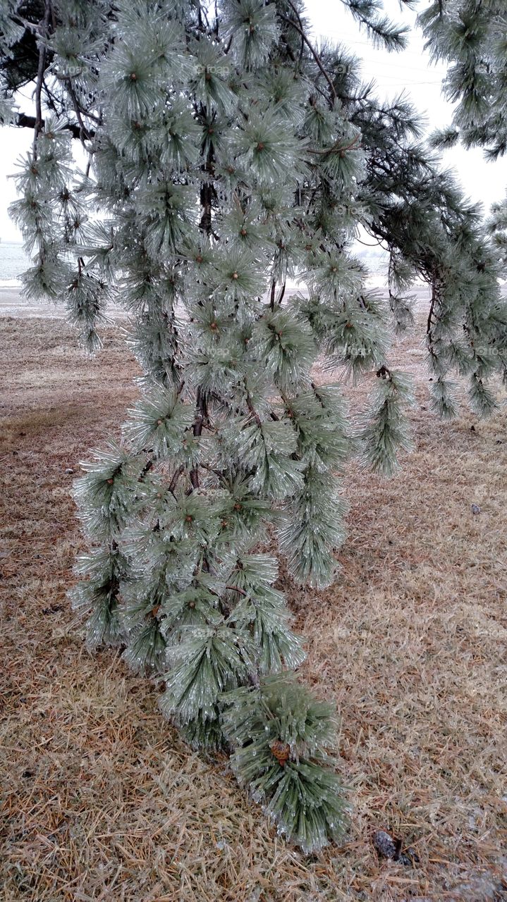 Tree, Pine, Nature, Winter, Needle