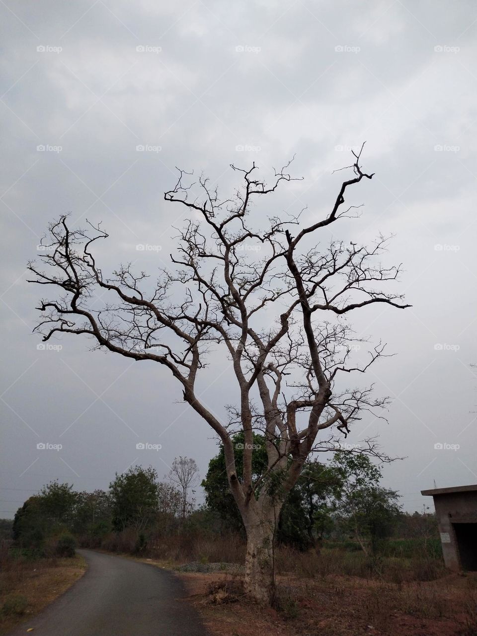 patjhad ka Mausam tree || alone tree 🎄