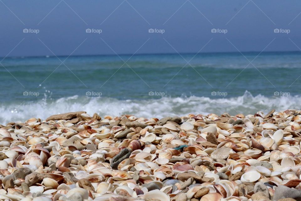 Shells and sea