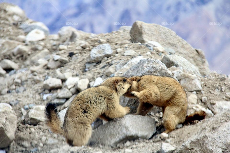 Himalayan Marmot Conversing 