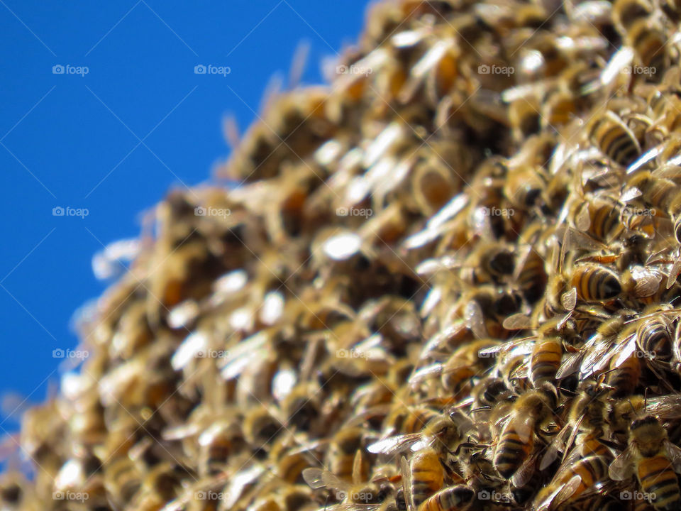 Bee covering a hive