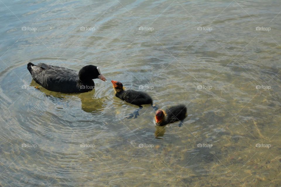 urban birds black 🖤 ducks family on a city lake shore