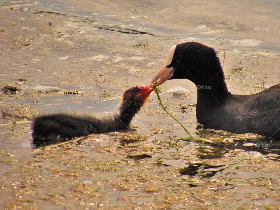 Feeding