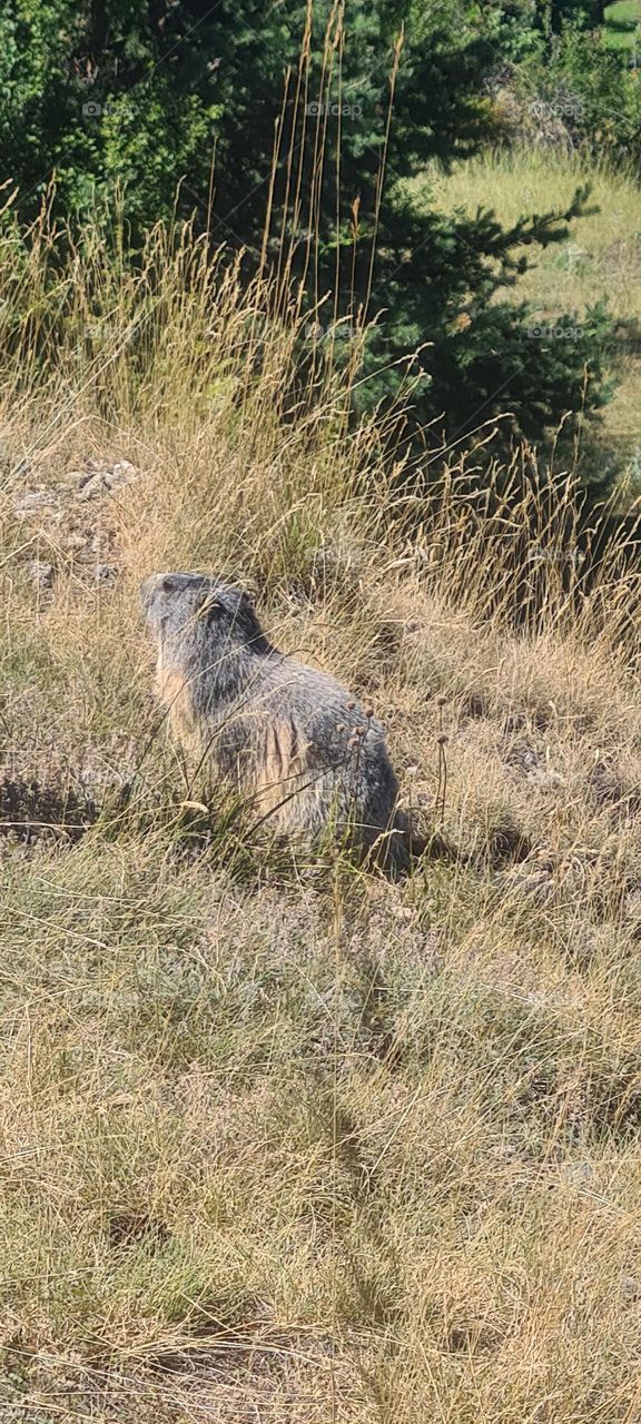 marmotte