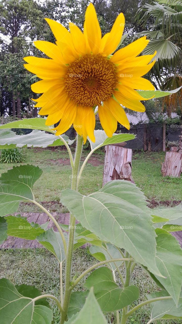 girasol