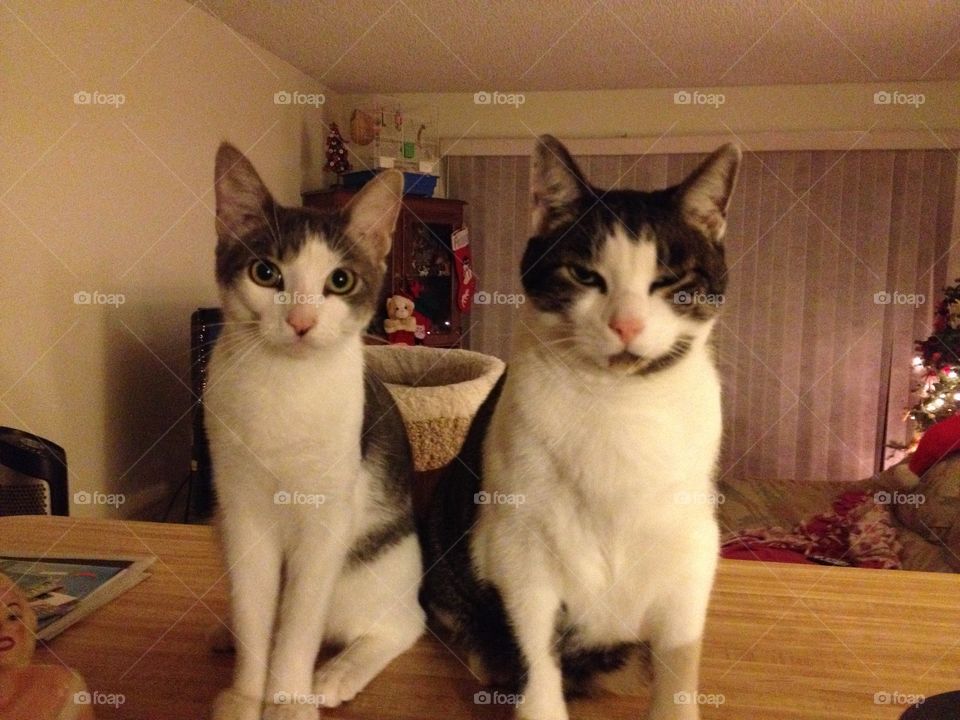 Cats watching mom cook shrimp