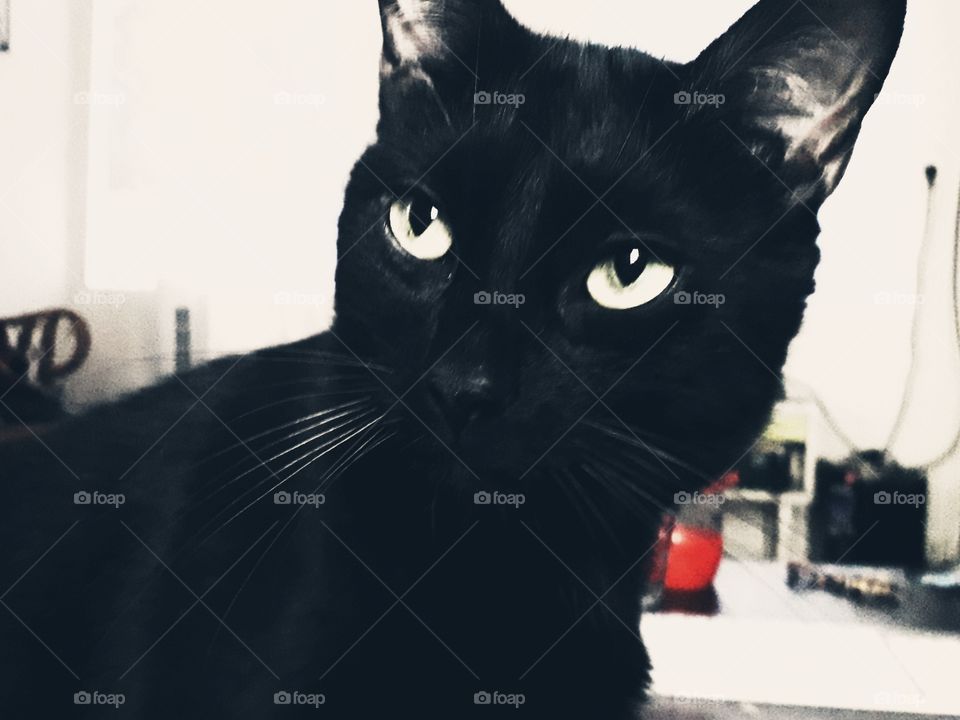 black cat eye look profound